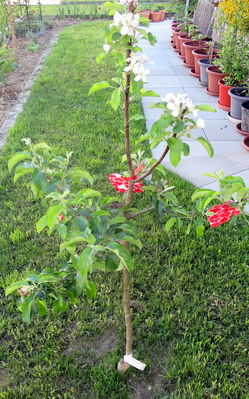 Klicken für Bild in voller Größe