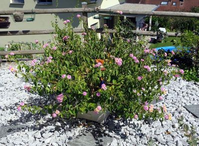 Klicken für Bild in voller Größe