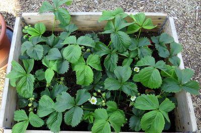 Klicken für Bild in voller Größe