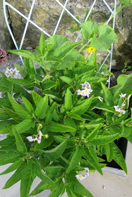 Klicken für Bild in voller Größe